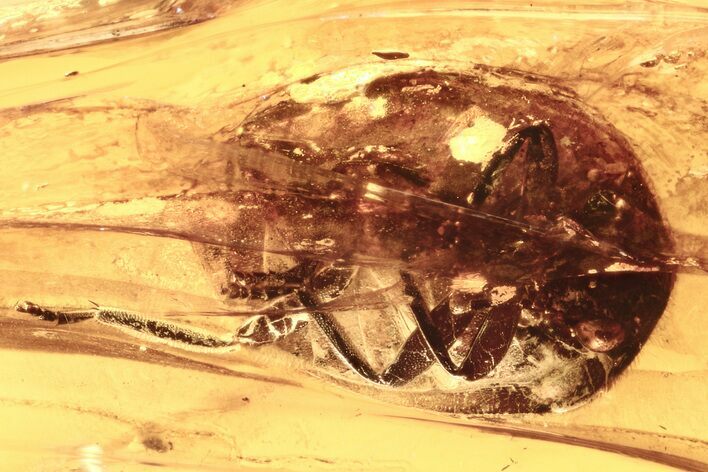 Detailed Fossil Marsh Beetle (Scirtidae) in Baltic Amber #275421